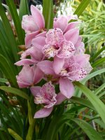 Cymbidium Set Wine'Yoshi'.JPG