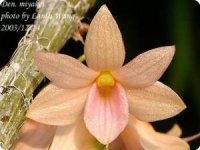 dendrobium miyakei album.jpg