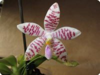 phal. lueddemanniana tiger x tetraspis spot.jpg