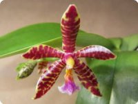 phal. mannii black x lueddemanniana taiwan red 1.jpg