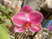 39454d1303733498-phalaenopsis-mituo-sun-phal.mituo-sun_03.jpg