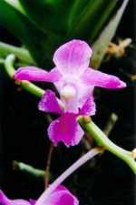 Aerides crassifolia.jpg