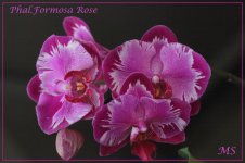 Phalaenopsis Formosa Rose.jpg