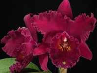 Blc. Chia Lin New City .jpg