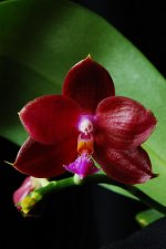 phal. Coral Isles x Penang Girl.jpg