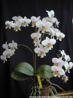 Phal Wiganiae.jpg