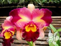 Blc. Chinese Beauty 'Hwei Chu'.jpg