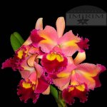 Brassolaeliocattleya Chinese Beauty 'Hwei Chu'.jpg