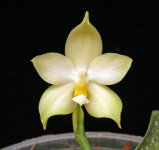 Phal. violacea alba.jpg