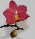 Phal.jpg