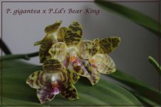 P. gigantea x P.Ld's Bear King1.jpg