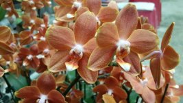 Phal. KS Golden Buddha.jpg