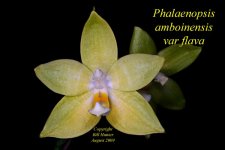 Phalaenopsis amboinensis var flava 3.jpg