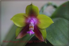 Phal.Dragon TreeEagle DT168.jpg