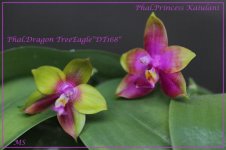 Phal.Dragon TreeEagle DT168P и Princess Kaiulani.jpg