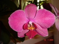 Phal. Brother Precious Stones X Dtps. Taida Rose.jpg