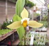 Lycaste_deppei_Free_1.jpg