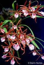 encyclia_bractescens_lrg.jpg