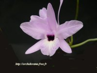 Laelia%20rubescens05.jpg