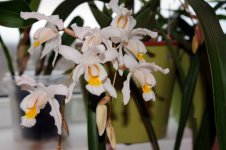 COELOGYNE cristata (Europe)2009.jpg