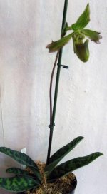 paph.javanicum1.jpg