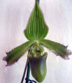 paph.javanicum цвето1.jpg