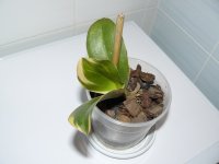 Phal Matou Stripe  Тайвань.jpg