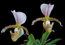 Paph. Memnon (Charlesworthii x Spicerianum)..jpg