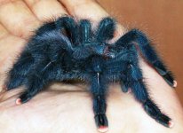 Avicularia-geroldi-самка-L9.jpg