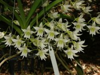 image-waterorchids-1773.jpg