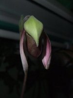 paph.tortipetalum1.jpg