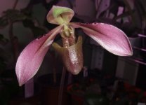 paph.tortipetalum4.jpg