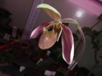 paph.tortipetalum.jpg