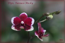 Dtps. Taisuco Micky1.jpg