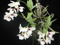 Dendrobium_albosanguineum.jpg