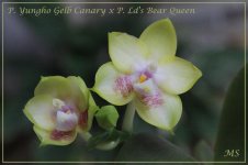 P. Yungho Gelb Canary x P. Ld's Bear Queen.jpg