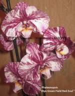 Dtps. Green Field Red Zool.jpg