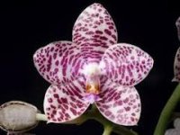 Phal. Brother Glory Long Fong AM AOS.jpg