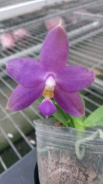 P.(Yaphon Evergreen-Princess Kaiulani) x violacea indigo-1.jpg