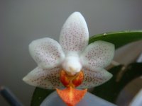 Phal Mini Mark е.JPG