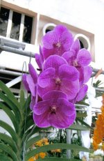 Vanda Pat Delight ''Pink Tango'' 5.jpg