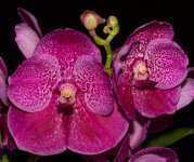 Vanda Pat Delight ''Pink Tango'' 2.jpg