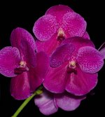 Vanda Pat Delight ''Pink Tango'' 3.jpg