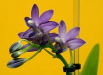 Phal Purple Martin Blue star SHINING 2013 Flower june 2014_2.jpg