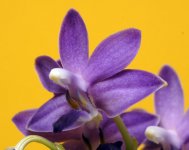 Phal Purple Martin Blue star SHINING 2013 Flower June 2014_3.jpg