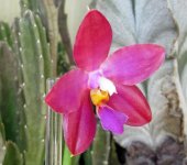 Phal Jennifer Palomer's 1_type X pulchra Yaphon Jan 2014 Flower June 2014 .jpg