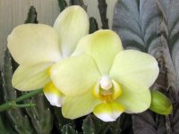 Phal Greem Pixie Shining 09.01.2014 Flower June 214 .jpg