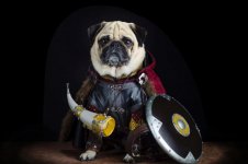 Fancy-dress-pugs_pixanews-6.jpg