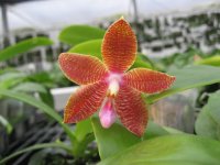 P.Coral Isles x Princess Kaiulani.jpg