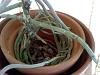 34961d1250369609t-rhynchostylis-retusa-cultivation-enquiry-rhynchostylis_retusa_roots.jpg